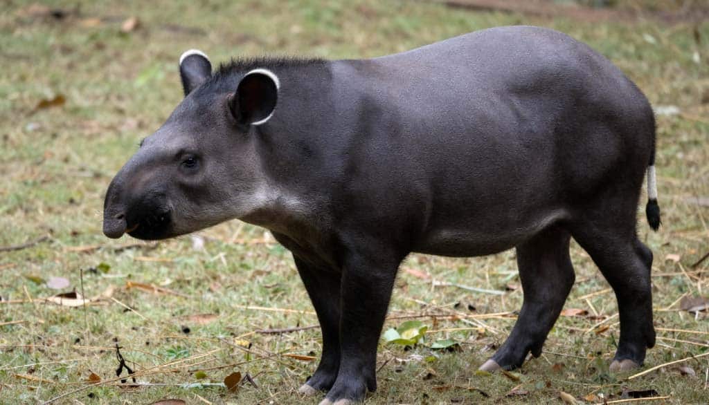 Tapir